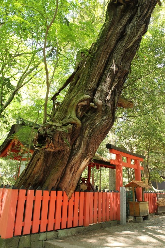 水谷神社の大木を眺め…