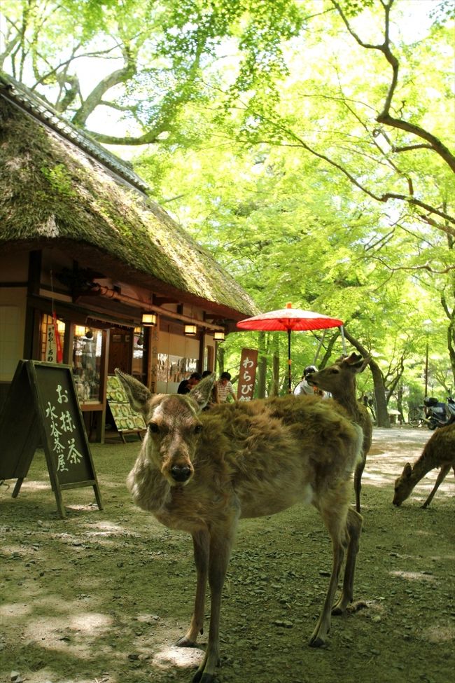 緑に囲まれる水谷茶屋前を通り…