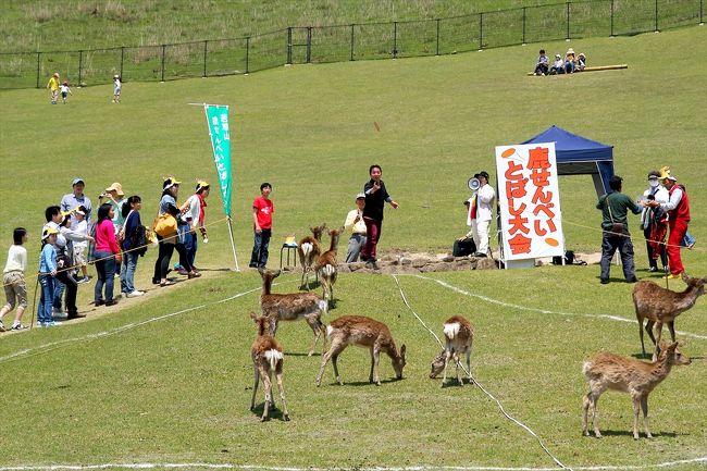 これが噂に聞いていた「鹿せんべい飛ばし大会」ですね。<br />見るのは初めてです。<br />鹿がわらわらといるのは，もちろん鹿せんべいがお目当てです。<br />