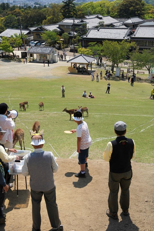 見た目以上に若草山は急斜面。<br />よいしょ，よいしょと登って投てき位置へ。