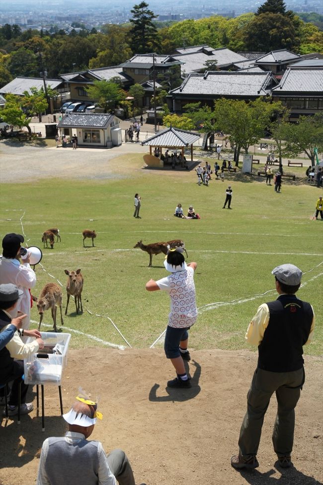 投げる鹿せんべいは，鹿が普段食べるものよりも大きくて30cmぐらいある特注品です。<br />30m以上投げると賞品がもらえます(転がってもOK)。<br /><br />賞品目指して，いざ！<br />風に乗って飛んでいくはずが，空中分解してコースアウト。<br />結果，記録なし…<br />投げる瞬間に指先に力を入れたら割れてしまいました。<br />悔しいなぁ。<br />今度リベンジしてやる！