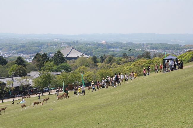 鹿せんべい飛ばし大会の会場から去り，若草山を登っていきます。<br />奥に見える巨大な建物は東大寺の大仏殿です。<br />