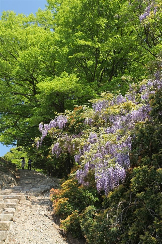 南ゲート側の登山道を登っていきます。<br />藤も咲いているし，緑も綺麗だし，気持ちがいい♪