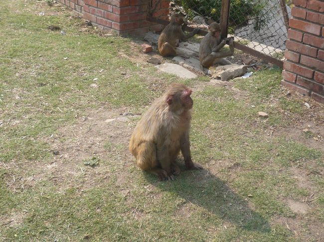 ここにも猿！