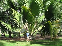 カルチャプラザから北東に４〜５分歩くとFoster Botanic Gardenがあり、フォスター氏が集めた様々な珍しい植物を見ることができます。