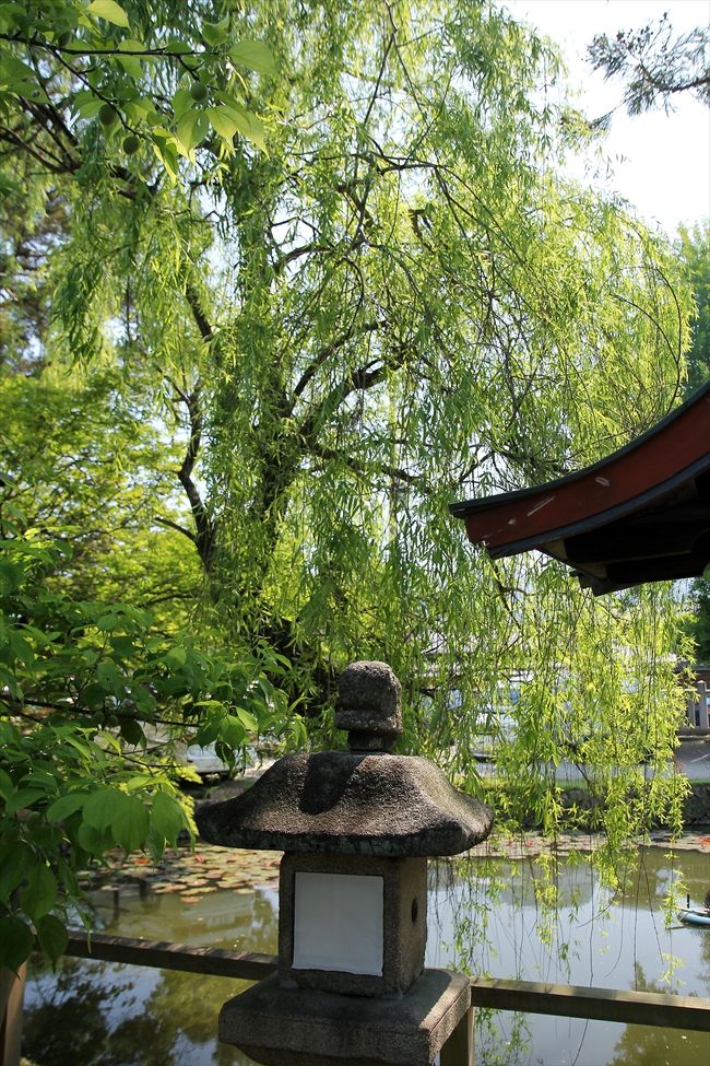 早咲きの枝垂れ桜が有名ですけど，モクレン，柳，梅などもあります。<br />写真の左上に梅の実が写っているのですけど，わかるかな？