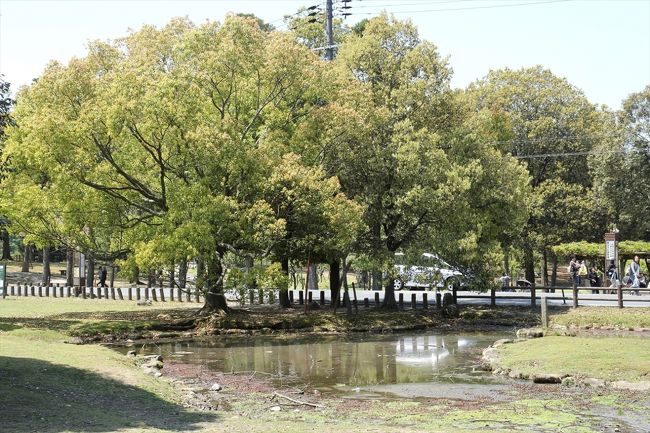 飛火野の一角にある雪消(ゆきげ)の沢。<br />知らない人が見れば大きな水たまりにか見えません。<br />