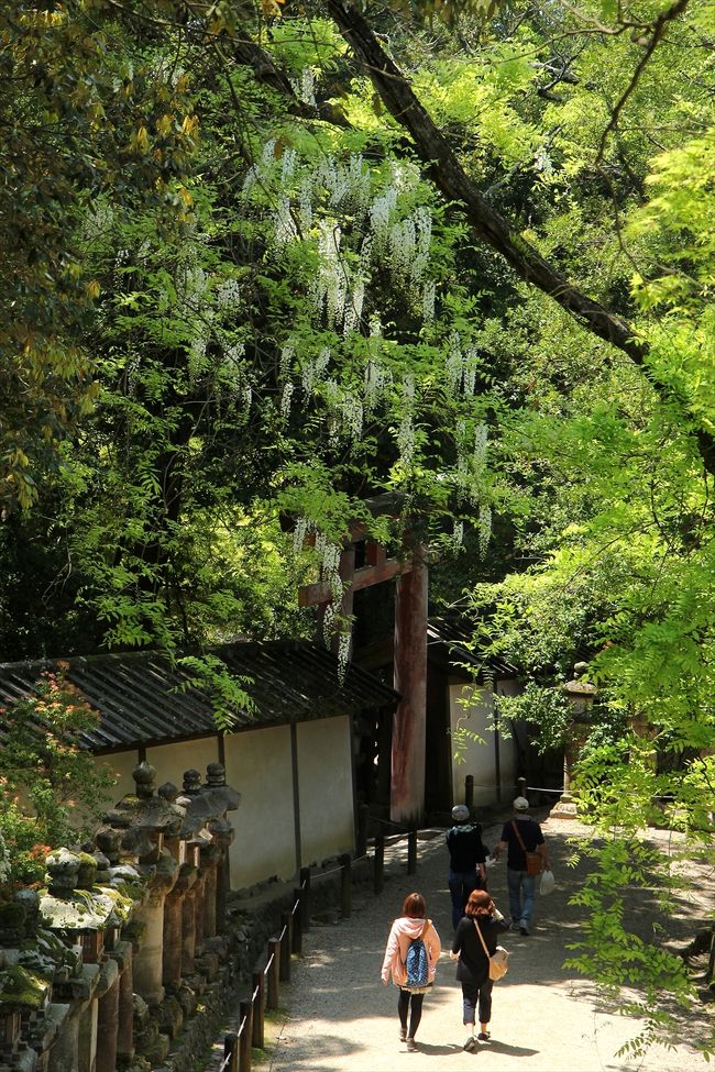 慶賀門から出て引き返す道には白藤が咲いていました。<br />自生している白藤は珍しいのでは？