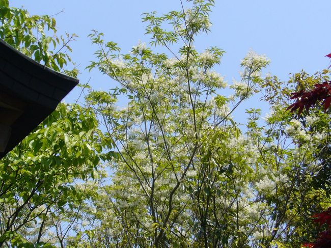 安土の【沙沙貴（ささき）神社】には、<br />見事な【なんじゃもんじゃの木】があります。<br /><br />以前、そのコミカルな名前に興味を惹かれて見に行ったことがあるけど、<br /><br />「ここにも、ある」と、<br /><br />お寺の方に教えてもらった、<br />【瑞龍寺】の【なんじゃもんじゃの木】<br /><br />また、ココで出会えたなんて、とっても嬉しい〜