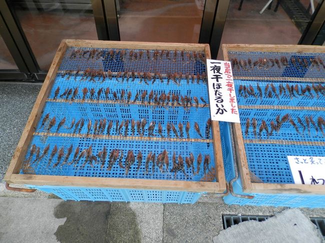 それからなべなべの好物。<br />ホタルイカさんの産地でもあるの。<br />ホタルイカさんは富山湾だけではないの。