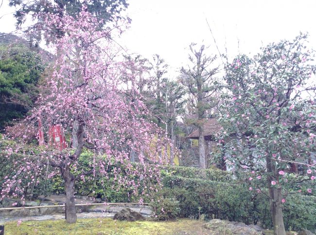 桜がきれいでした