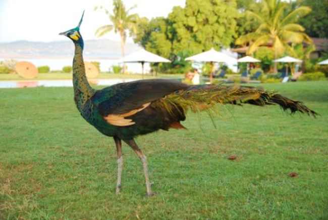 ホテルの庭にはクジャクが何匹も闊歩しています。<br />どうやらホテルで飼っているみたいです。