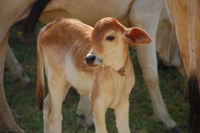 牛などものんびり道路を移動しています。<br />かわいい子牛を一枚パシャリ。