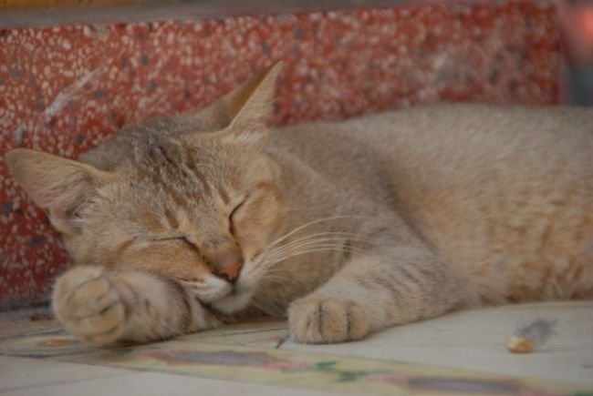 跳ね返りの日光も強く敷地内は本当に暑いです。<br />猫も日陰で昼寝中。