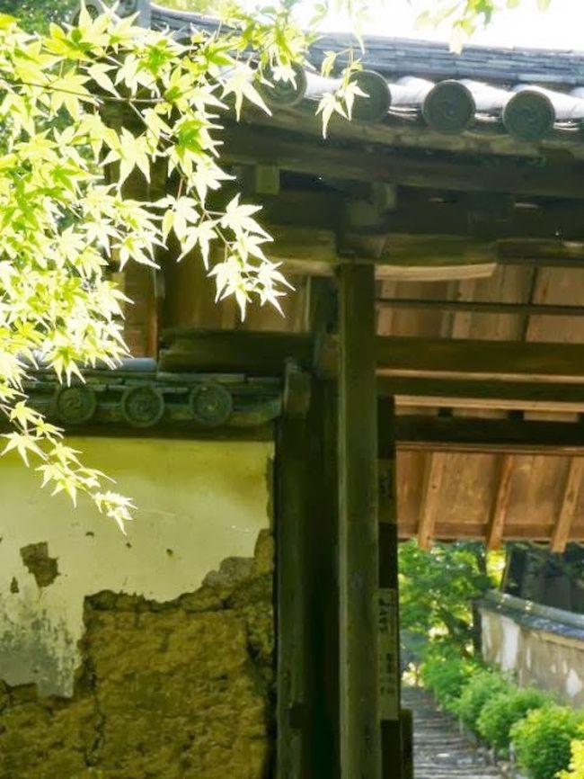 日差しも強く暑くなるかも。<br />百毫寺の緩い石段を上ると青紅葉が眩しい。