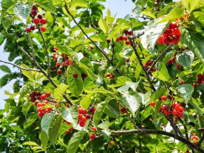 途中で見つけたサクランボ。<br />実桜じゃないようですが、食べてみたら甘かった。<br />よい子は真似しないように。