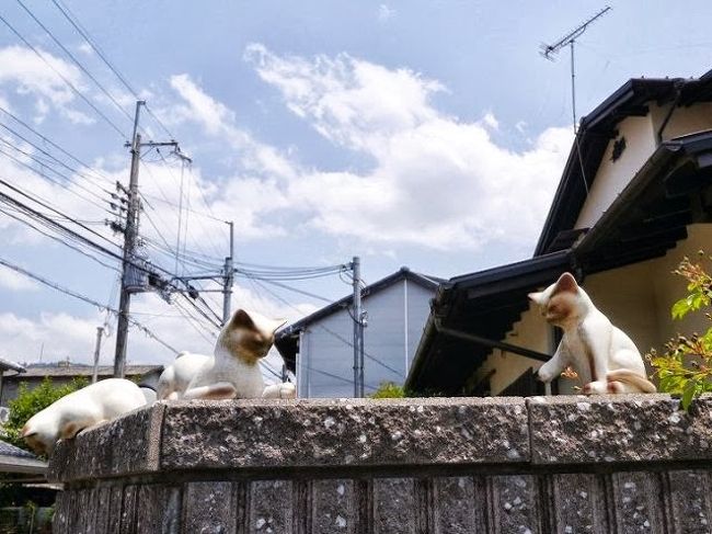 程よい散策で足慣らしは終了。<br />奥飛火野は宿題として残しておきました。<br />