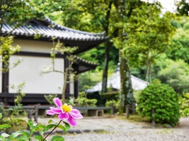 萩はもちろんまだ。五色椿も終わって花の寺は人も少なく静かな佇まい。