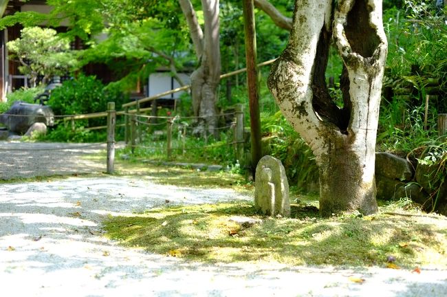 石段を登った先で受付を済ませると、本堂拝観そっちのけで、みんな思い思いに境内に散って行くのでした（笑）<br />んじゃ、私もそうするか。ということで、しばらくお庭散策に興じました。<br /><br />写真は有名な五色椿（の根元）。<br />しかし見頃は４月上旬。もちろん今回、花は見ることができませんでした。