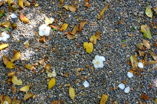境内には何種類もの椿の木があります。<br />今シーズン最後の椿なのかな、と思える白い花びらが地面を飾っていました。