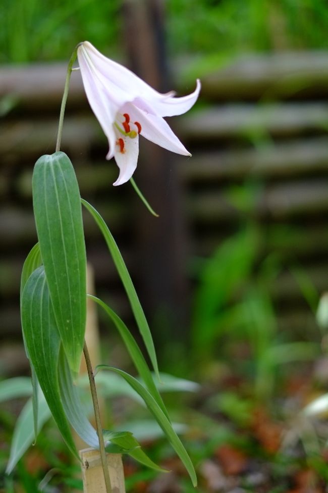 ササユリも咲いていました。<br />実物は初めて見ましたが、清楚できれいですね。