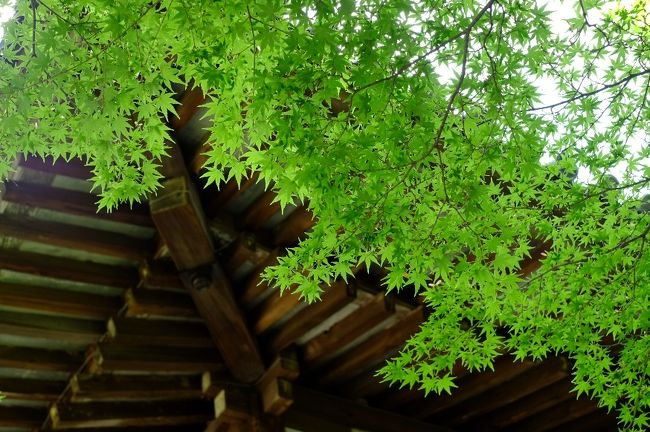 椿や萩のイメージが強い白毫寺ですが、楓の新緑も印象的でした。今度は紅葉の頃に訪れてみたいです。