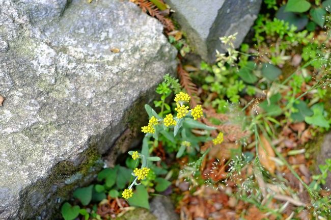 石段の隙間には、黄色い草花がたくさん咲いていました。<br /><br />私「これ、なんていう花でしたっけ？」<br />コクリコさん「母子草ですね」<br />