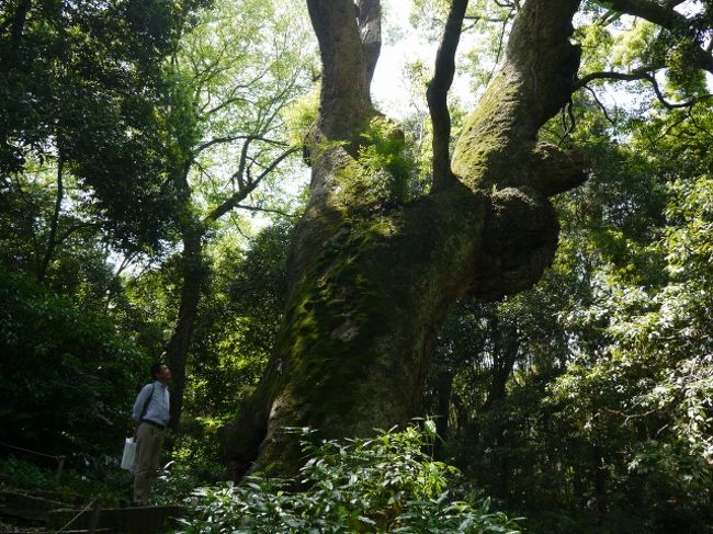 もっと驚いたのは社殿裏手にあるクスノキの巨木。<br />隣に立っているNODAさんと比べれば大きさがわかります。<br />こりゃ神が宿っているに違いない。