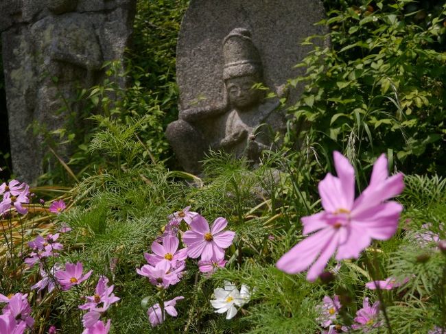 般若寺と言えば秋のコスモスが有名。<br />どういうマジックか、もう咲いている！