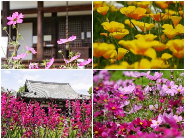 かと思えば今の時期の花菱草も満開。<br />ポピーとコスモスが同時に咲いているなんて思いもしなかった。