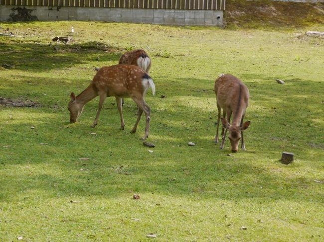 そろそろ時間も押してきました。<br />と言いつつ、つい鹿と戯れる面々。