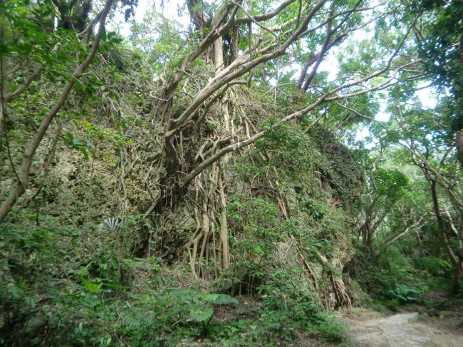 パワースポットまで歩いて行く途中、周りはカンボジア辺りにいるような樹木が伸びていた。