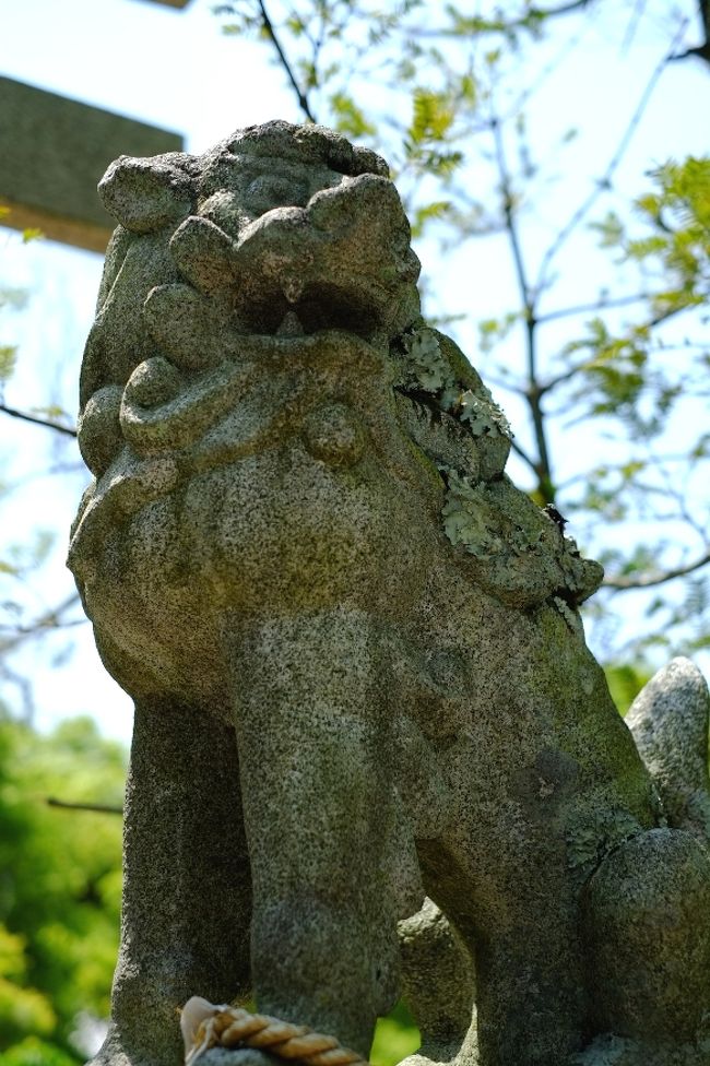 りりしい狛犬さん。