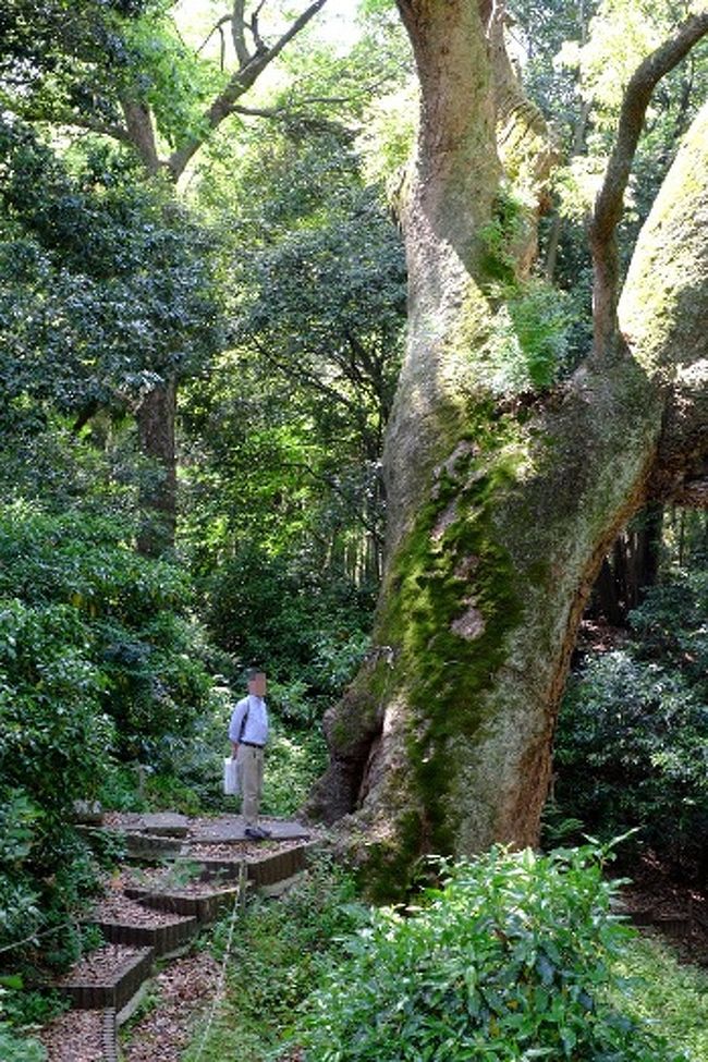 拝殿の手前から左奥に入っていくと、トトロが住んでいそうな小さな森があって、楠の大木がそびえていました。樹齢どのくらいでしょう？本当に立派な楠です。<br /><br />大きさがわかるように、横にNODAさんに立ってもらいました。このアングルの写真、きっとNODAさんを除く全員の旅行記に載ることでしょう。