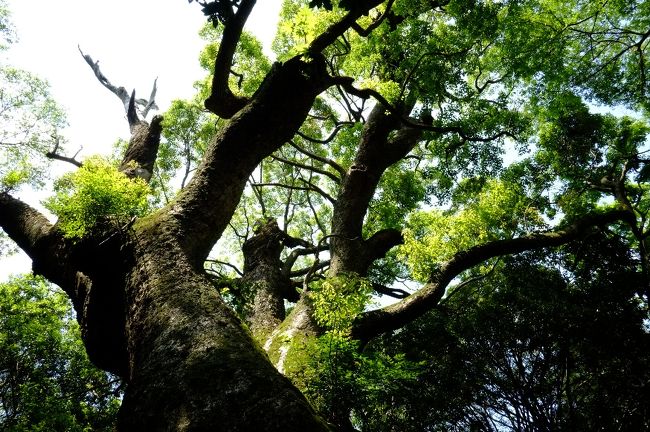 枝ぶりも大迫力です。この季節の木々には生命力を感じますね。