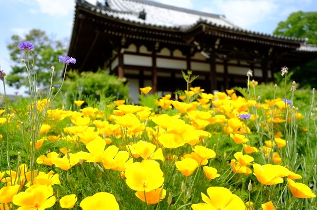 お寺の庭にカリフォルニア・ポピー！？<br />いや、でもなかなか似合います。