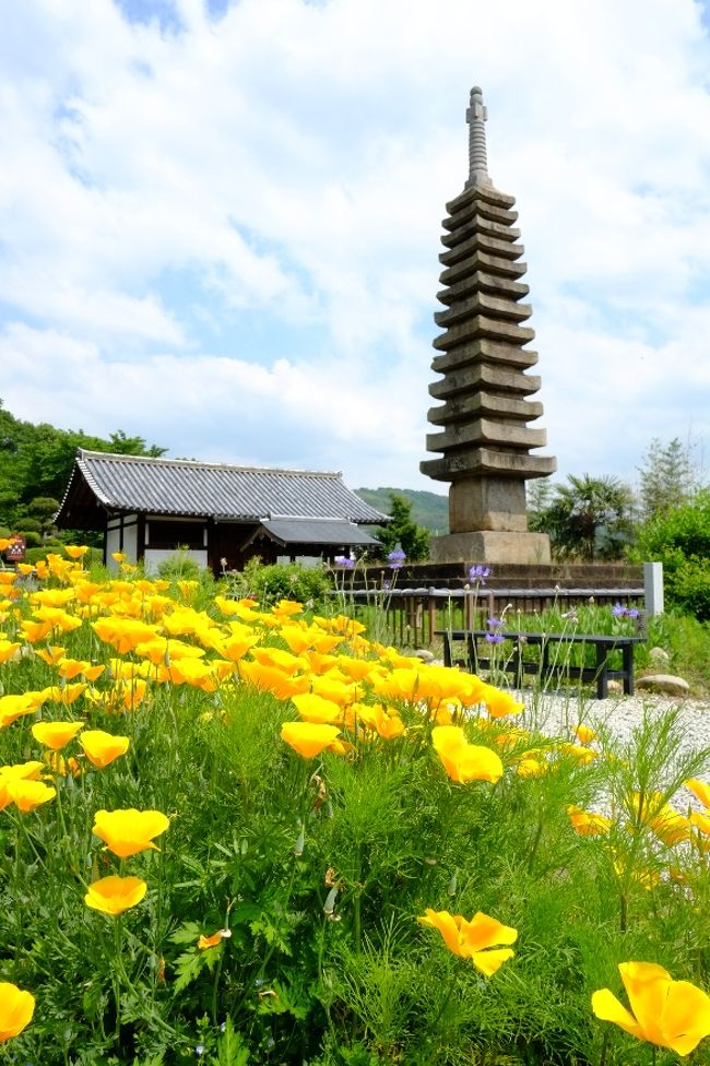 十三重塔＆ポピー