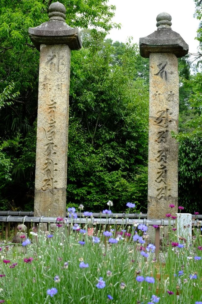 笠塔婆＆矢車草