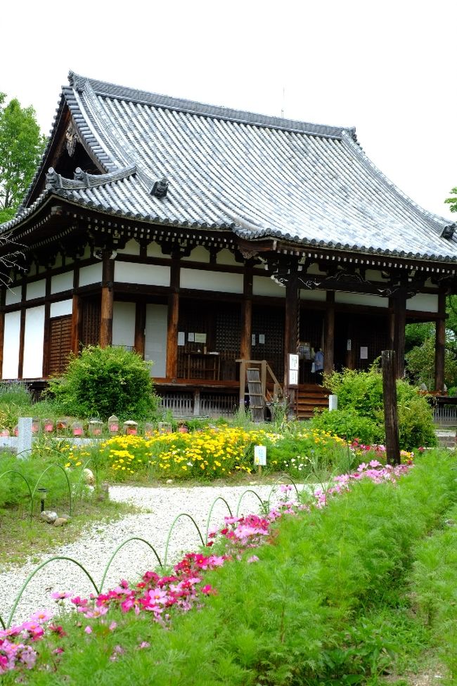 般若寺にやってきました。きたまちではイチバン有名なお寺だと思います。<br />花の寺として知られているので、今日は何の花が咲いているかなと期待して門を通ったら…わわわ！期待以上に色とりどりの庭！！<br />午前中にひきつづき、またもや本堂拝観もそこそこに自由散策がはじまりました。