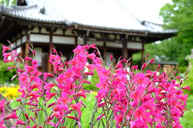 本堂＆グラジオラス<br /><br />以上です。<br />うれしくて何枚も花の写真をとりました。