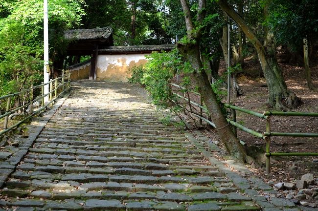 そして一行は、東大寺の塔頭である知足院へ。奈良八重桜の原木が発見された場所として有名です。<br />石段を見上げるなり、「わっ、渋いな！」と声を上げたのはもろずみさん。<br />