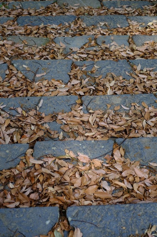 落ち葉だらけですが、あまりこまめに掃除しないでくださいm(_ _)m