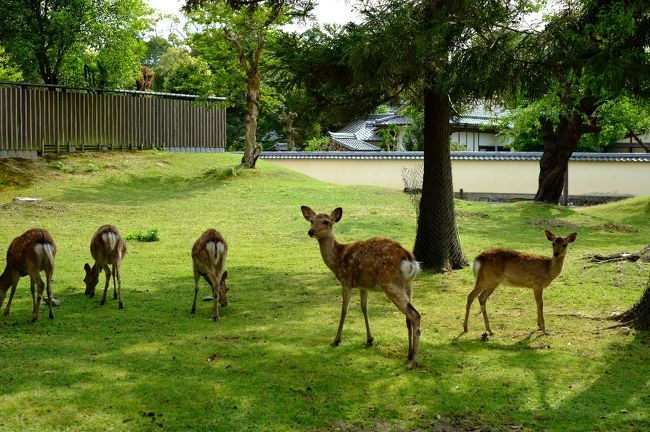 今回初登場の奈良の鹿さんたち。<br />こっちを向いているのは、NODAさんが紙をちらつかせているからでーす。