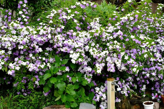 午後５時近くになってオフ会一行がやってきたのは、とある特別な場所。<br />やはり昔、サイトで奈良のお寺のお話をたくさん聞かせてもらっていた三輪さんがセッティングしてくれた、とっておきの場所です。<br />お庭にはニオイバンマツリの花が満開でした。