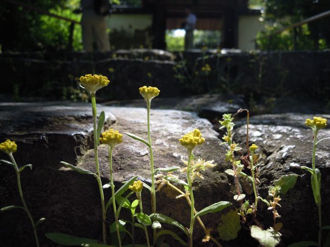 石と石の間に少しでも隙間があれば繁殖する逞しい母子草。<br /><br />