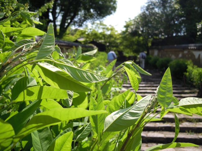 秋には両脇に萩の花が咲き乱れる石段を上がりきると、