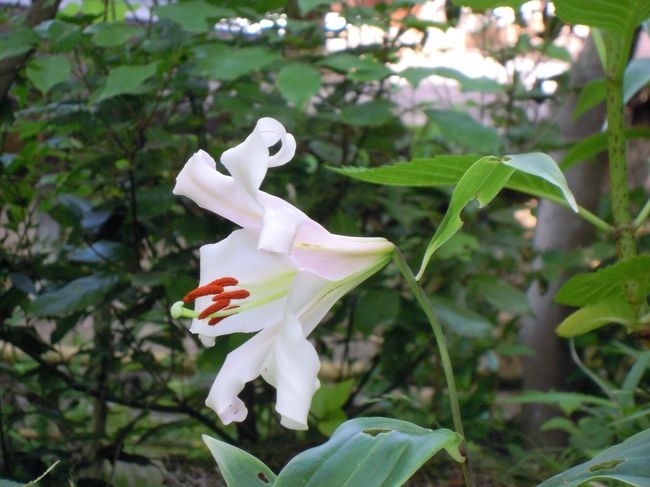 昨日、山の辺の道の狭井神社で見られなかったササユリが咲いていました。<br /><br />白毫寺で見られるなんて思わなかったから嬉しい。<br />うっすらピンクがかった清楚なユリです。