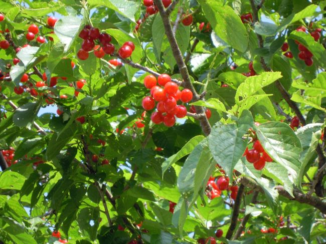 新薬師寺に向かう道もまた楽しい♪<br /><br />さくらの実?<br />ユスラウメかもしれない!<br />が実っているのを見つけました。<br />ガキ大将の頃に戻ったNODAさんか飛び跳ねて取った実を食べてみたら美味しかった!