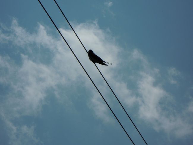 青空にツバメ。