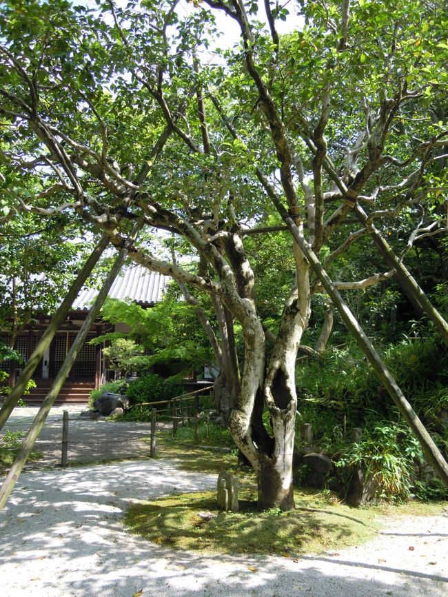 白毫寺は五色の椿で有名なお寺ですが、花が散ってしまった『五色の椿』はすっかり目立たなくなってしまっています。<br /><br />木の根元の石仏をはな☆さんがUPしています。<br />http://4travel.jp/traveler/hana-hanana/pict/29190917/<br /><br />五色の椿の満開の頃は、石仏さんは散り敷く椿の花に埋もれて訪れる人々の写真のモデルになって華やかなんですけれど、今ははな☆さんくらいしか撮る人はいません。